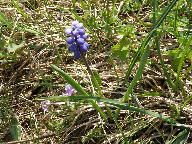 Muscari botryoides subsp. botryoides (Liguria)